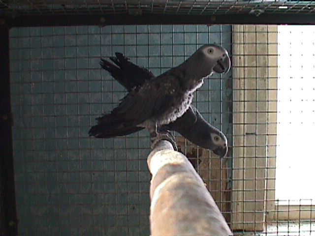 predl bur2005 jpg